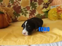 Echo, a male Miniature Australian Shepherd for sale in Jasper, AR – Photo 2 of 9