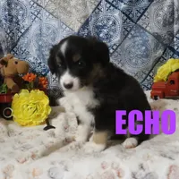 Echo, a male Miniature Australian Shepherd for sale in Jasper, AR – Photo 9 of 9