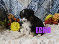 Echo, a male Miniature Australian Shepherd for sale in Jasper, AR – Photo 8 of 9