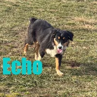 Echo, a male Miniature Australian Shepherd for sale in Jasper, AR – Photo 4 of 9