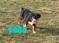 Echo, a male Miniature Australian Shepherd for sale in Jasper, AR – Photo 3 of 9