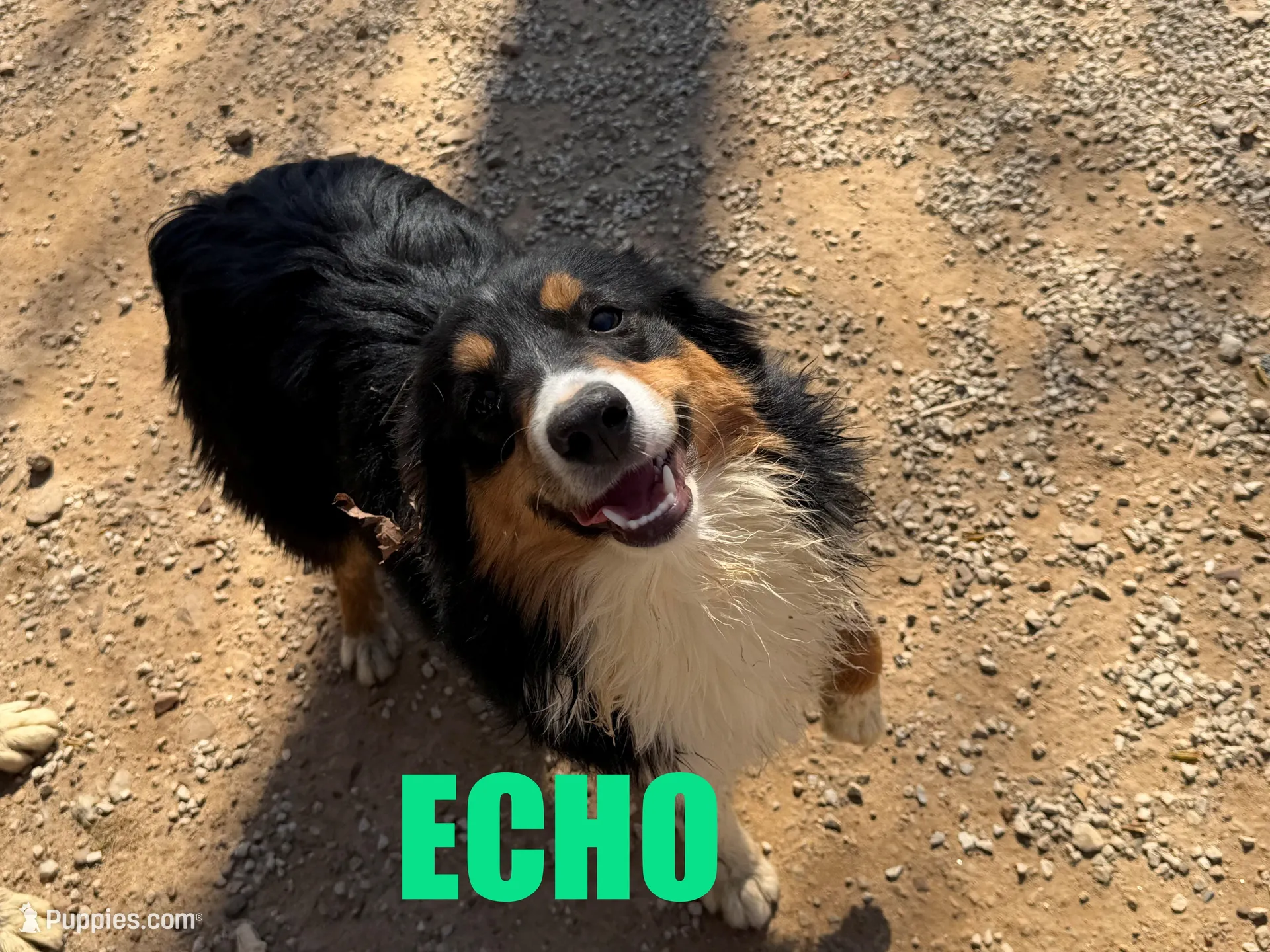 Echo – Miniature Australian Shepherd puppy for sale in Jasper, AR