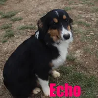 Echo, a male Miniature Australian Shepherd for sale in Jasper, AR – Photo 2 of 9