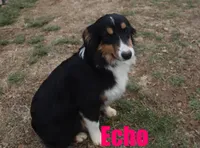 Echo, a male Miniature Australian Shepherd for sale in Jasper, AR – Photo 1 of 9
