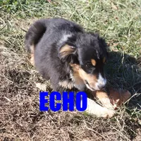 Echo, a male Miniature Australian Shepherd for sale in Jasper, AR – Photo 5 of 9