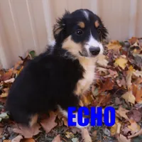 Echo, a male Miniature Australian Shepherd for sale in Jasper, AR – Photo 7 of 9