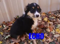 Echo, a male Miniature Australian Shepherd for sale in Jasper, AR – Photo 6 of 9