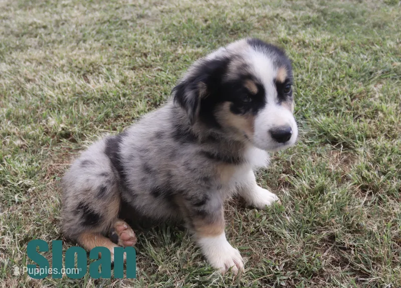 Sloan – Australian Shepherd puppy for sale in Jasper, AR