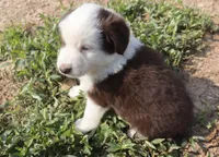 Tonka, a male Miniature Australian Shepherd for sale in Jasper, AR – 3 of 3