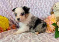 Karo, a female Miniature Australian Shepherd for sale in Jasper, AR – Photo 2 of 2