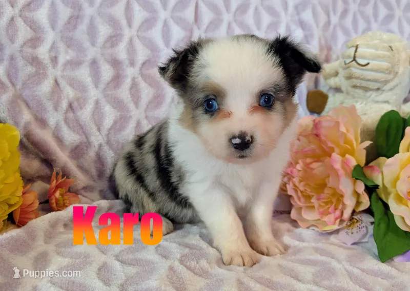 Karo – Miniature Australian Shepherd puppy for sale in Jasper, AR
