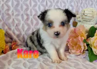 Karo, a female Miniature Australian Shepherd for sale in Jasper, AR – Photo 1 of 2
