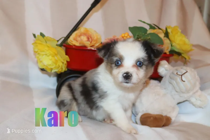 Karo – Miniature Australian Shepherd puppy for sale in Jasper, AR