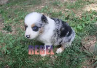 Rebel, a male Australian Shepherd for sale in Jasper, AR – 1 of 1