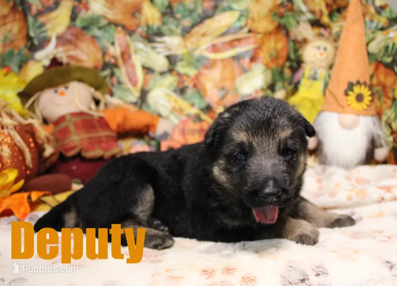 Deputy – German Shepherd Dog puppy for sale in Jasper, AR