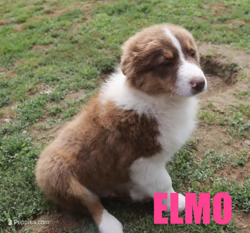 Elmo – Australian Shepherd puppy for sale in Jasper, AR
