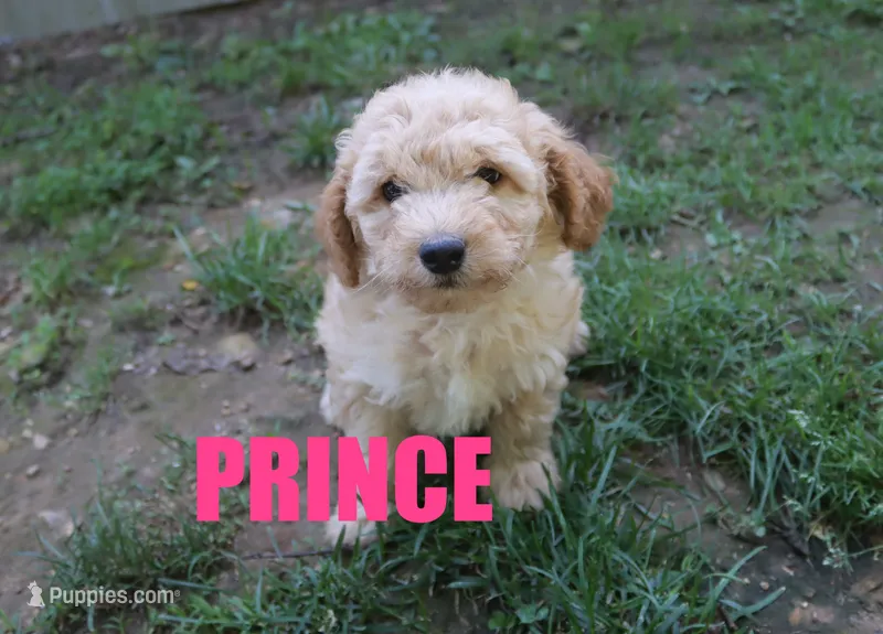 Prince – Poodle - Miniature  puppy for sale in Jasper, AR