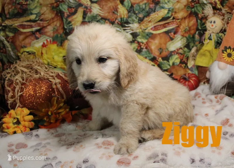 Ziggy – Goldendoodle puppy for sale in Jasper, AR