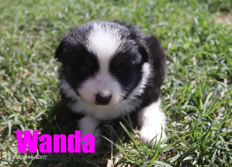 Wanda – Miniature Australian Shepherd puppy for sale in Jasper, AR