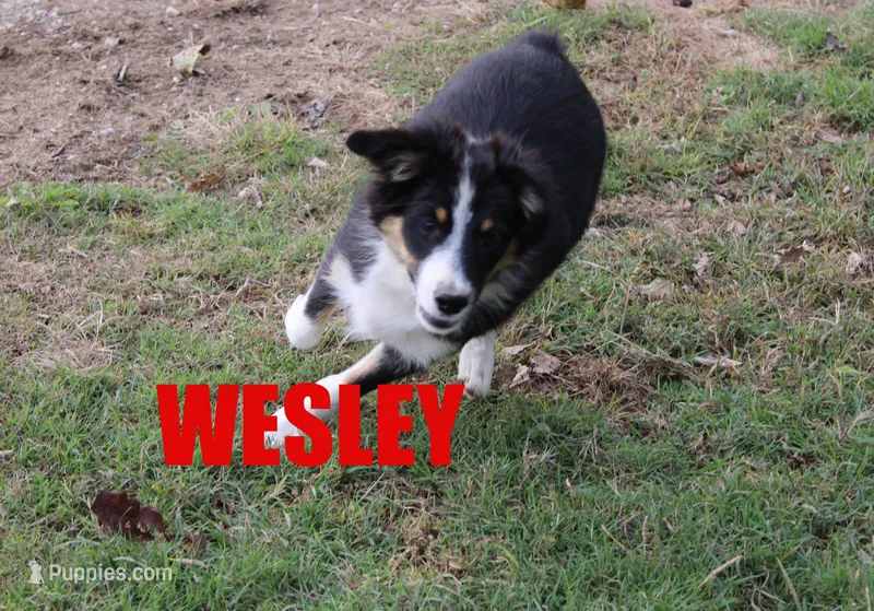 Wesley – Miniature Australian Shepherd puppy for sale in Jasper, AR