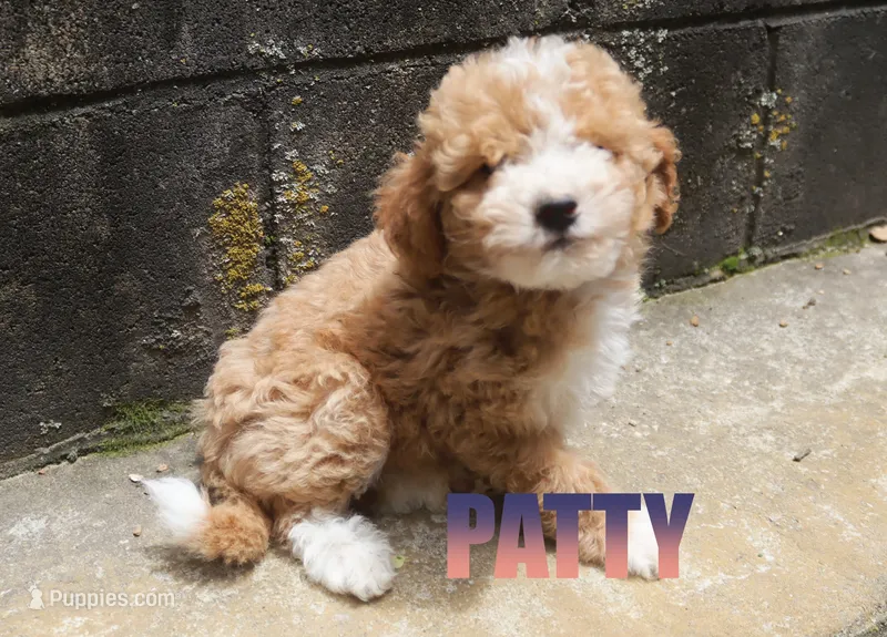Patty – Poodle - Miniature  puppy for sale in Jasper, AR