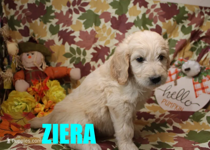 Ziera – Goldendoodle puppy for sale in Jasper, AR