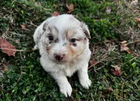 Oryx, a male Australian Shepherd for sale in Jasper, AR – Photo 4 of 6