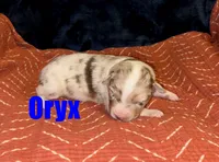 Oryx, a male Australian Shepherd for sale in Jasper, AR – Photo 6 of 6
