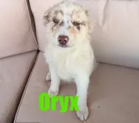 Oryx, a male Australian Shepherd for sale in Jasper, AR – Photo 2 of 6