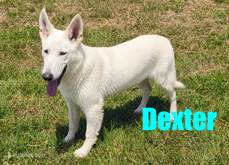 Dexter – German Shepherd Dog puppy for sale in Jasper, AR