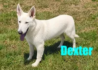 Dexter, a male German Shepherd Dog for sale in Jasper, AR – 1 of 5