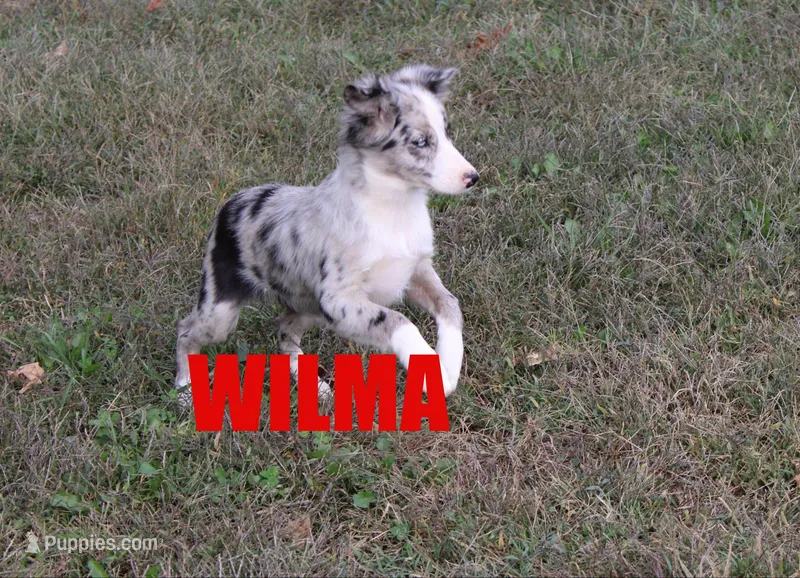 Wilma – Miniature Australian Shepherd puppy for sale in Jasper, AR
