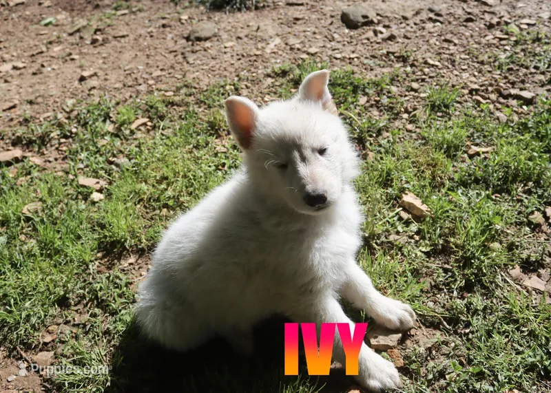 Ivy – German Shepherd Dog puppy on hold in Jasper, AR