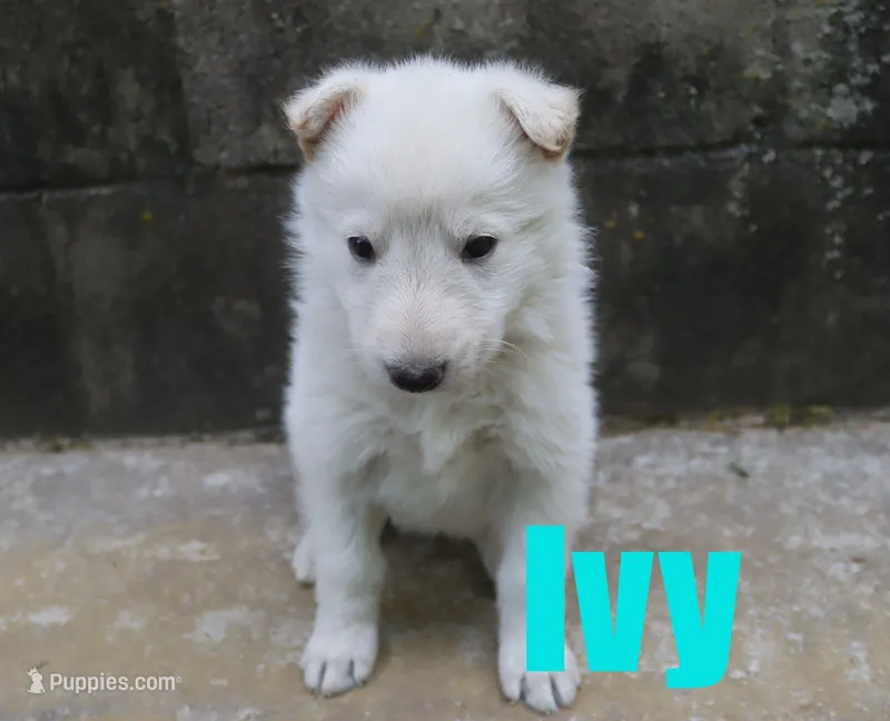 Ivy – German Shepherd Dog puppy for sale in Jasper, AR