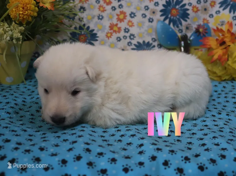 Ivy – German Shepherd Dog puppy for sale in Jasper, AR