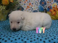 Ivy, a male German Shepherd Dog for sale in Jasper, AR – Photo 2 of 3