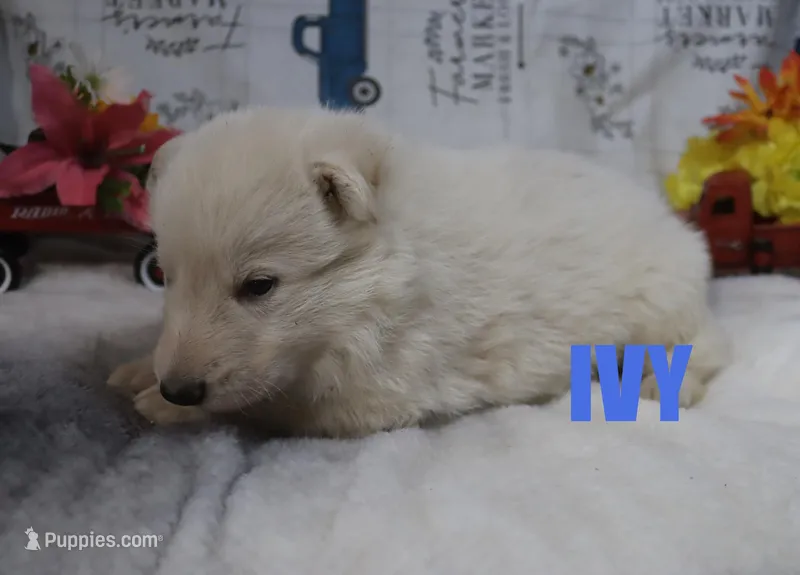 Ivy, a male German Shepherd Dog for sale in Jasper, AR – Photo 1 of 3