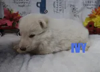 Ivy, a male German Shepherd Dog for sale in Jasper, AR – Photo 1 of 3