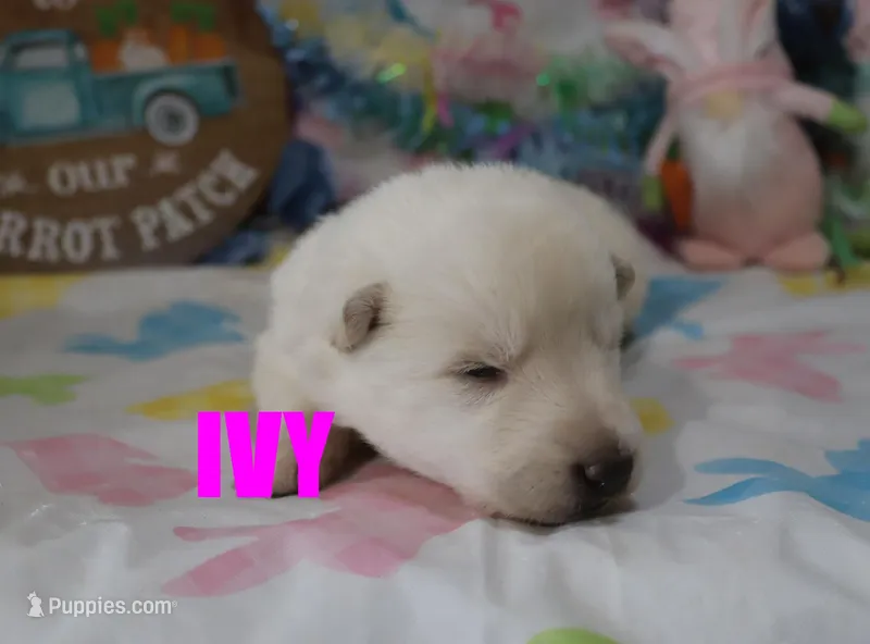 Ivy – German Shepherd Dog puppy for sale in Jasper, AR