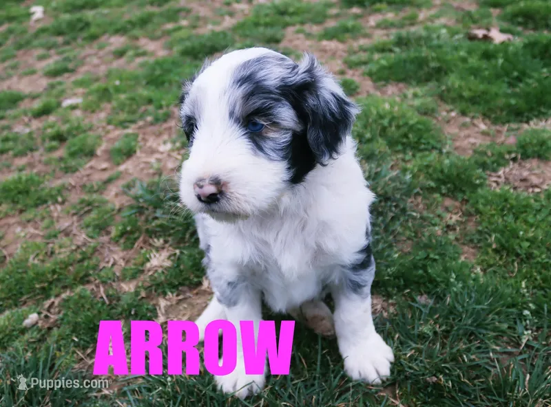 Arrow