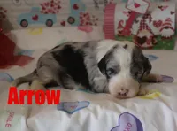 Arrow, a male Aussiedoodle for sale in Jasper, AR – Photo 2 of 2