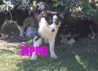 Zippo, a male Australian Shepherd for sale in Jasper, AR – 1 of 8