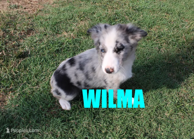 Wilma – Miniature Australian Shepherd puppy for sale in Jasper, AR