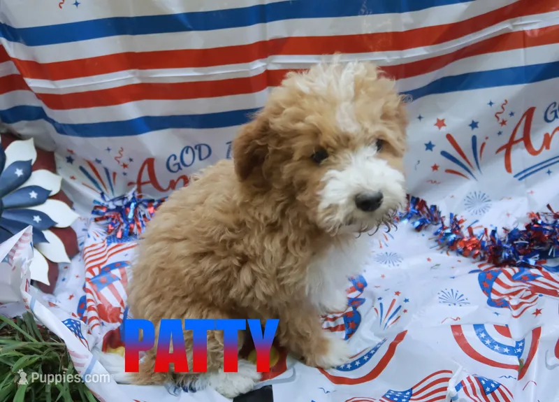Patty – Poodle - Miniature  puppy for sale in Jasper, AR