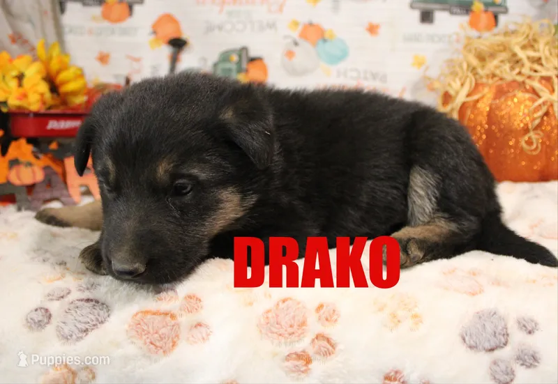 Drako – German Shepherd Dog puppy for sale in Jasper, AR