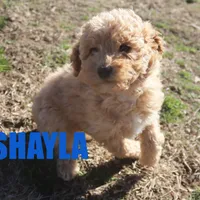 Shayla, a female Poodle - Miniature  for sale in Jasper, AR – Photo 5 of 6