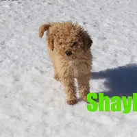 Shayla, a female Poodle - Miniature  for sale in Jasper, AR – Photo 3 of 6