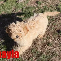 Shayla, a female Poodle - Miniature  for sale in Jasper, AR – Photo 2 of 6