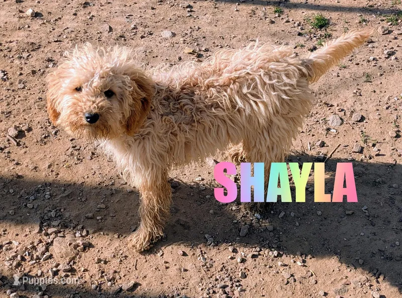 Shayla – Poodle - Miniature  puppy for sale in Jasper, AR