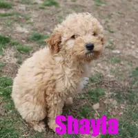 Shayla, a female Poodle - Miniature  for sale in Jasper, AR – Photo 4 of 6